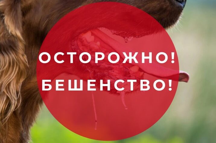 Подозрение на бешенство выявили у собаки на территории Пущино Новости Пущино 